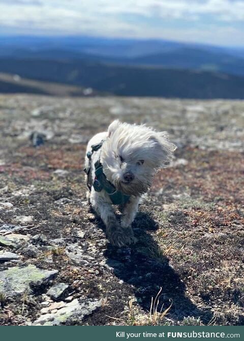 My 13-year-old good boy battling the wind on top of Wickersham Dome (Alaska) last summer