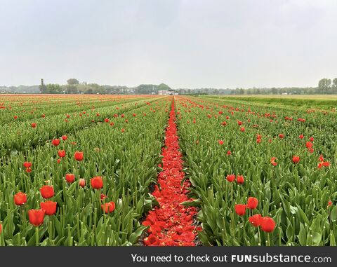 I took this picture in a tulip field in the Netherlands