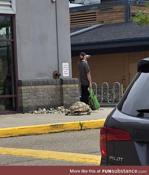 Just a man walking his Tortoise