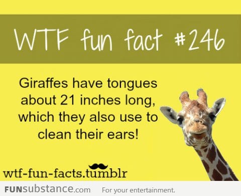 giraffes' fact