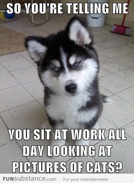 Judgmental Husky