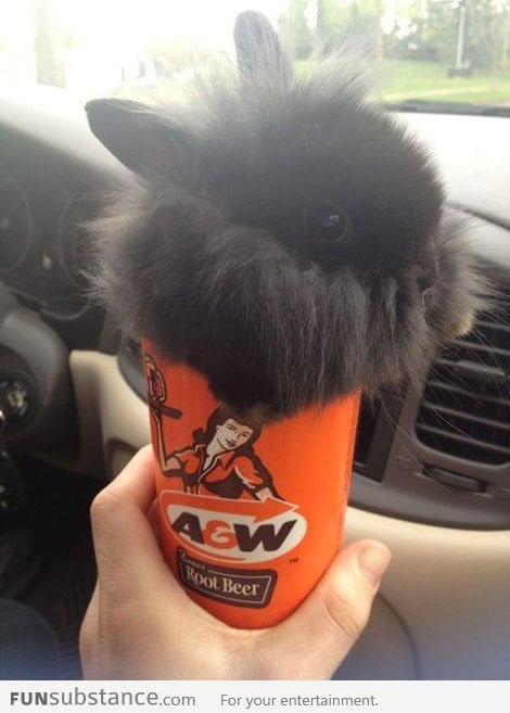 A cup of fluffiness