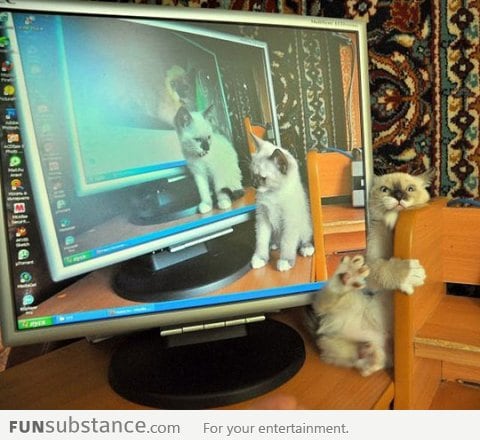 Cat...ception