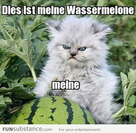 German kitty's watermelon