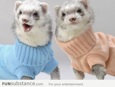 Ferrets wearing turtlenecks