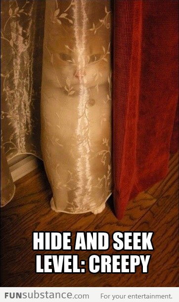 Hide and Seek Kitten