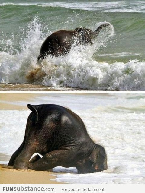 Happiest baby elephant ever