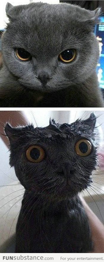 Baths traumatize even the coolest cats