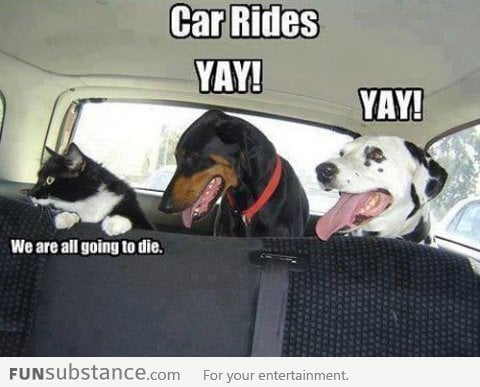 How animals see car rides