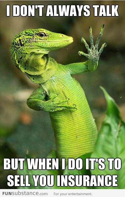 Most Interesting Lizard