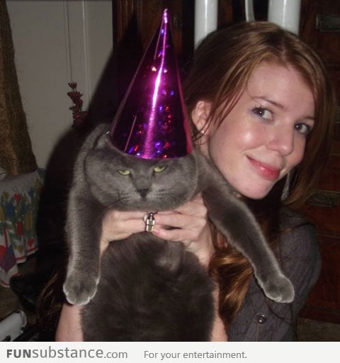 Party cat is not amused