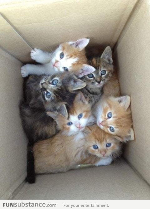 Warning - Box Contains More Cuteness Than You Can Handle