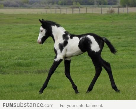 Stop trying to be a horse ... You COW!