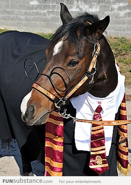 Harry Trotter