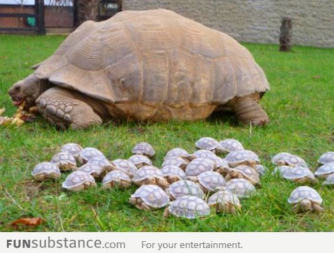 Turtles return to the mother ship