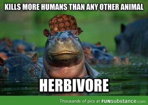 Scumbag hippo