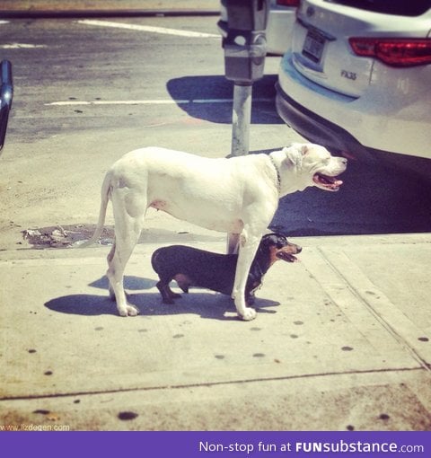 Who needs an umbrella when you've got a friend like this!?