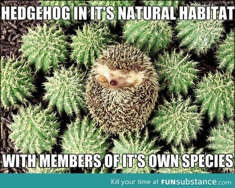 Hedgehog natural habitat