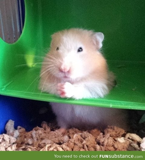 So my friends hamster thinks he's the don