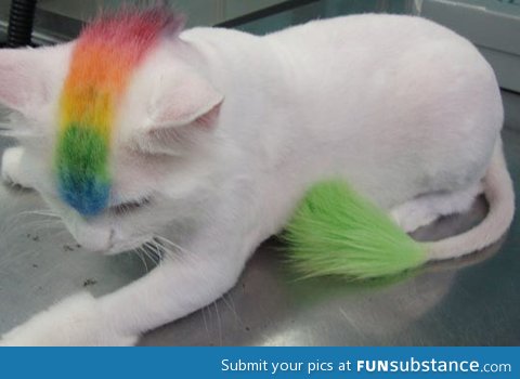 Colorful cat mohawk