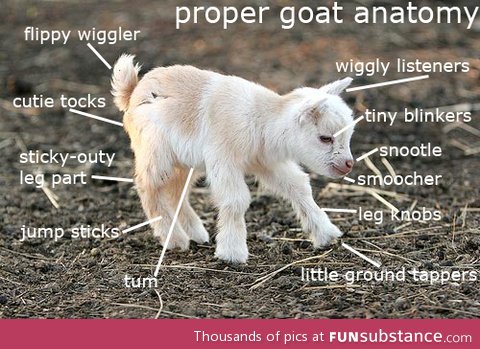 Proper goat anatomy