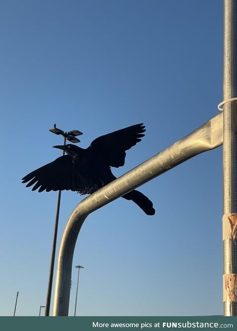 This crow from the Walmart parking lot