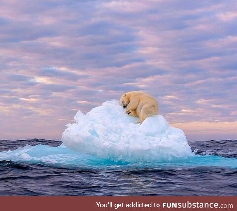 A polar bear sleeping on an iceberg