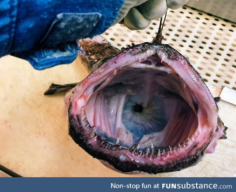 A Deep Sea fisherman decided to start taking pictures of his unusual catches