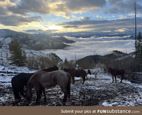 Grazing above the clouds in Idaho