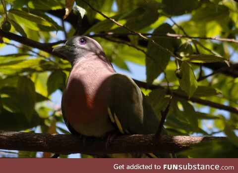 This pigeon has some beautiful eyes