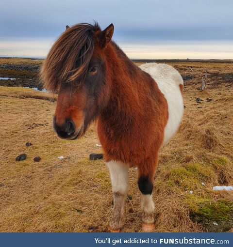 Icelandic horses are so beautiful!