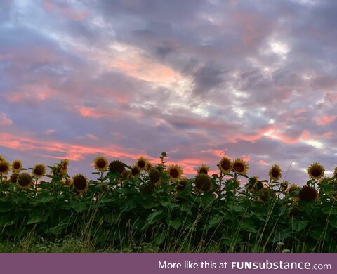 [OC] Sunflowers at sunset