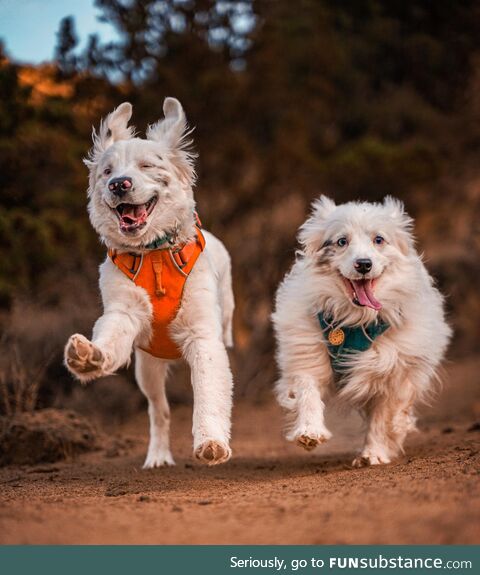 Just two very happy adopted deaf dogs going on an adventure