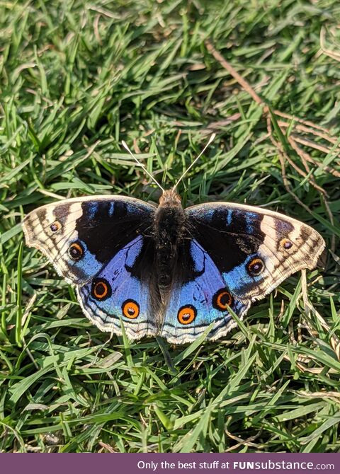 A butterfly soaking in the sun