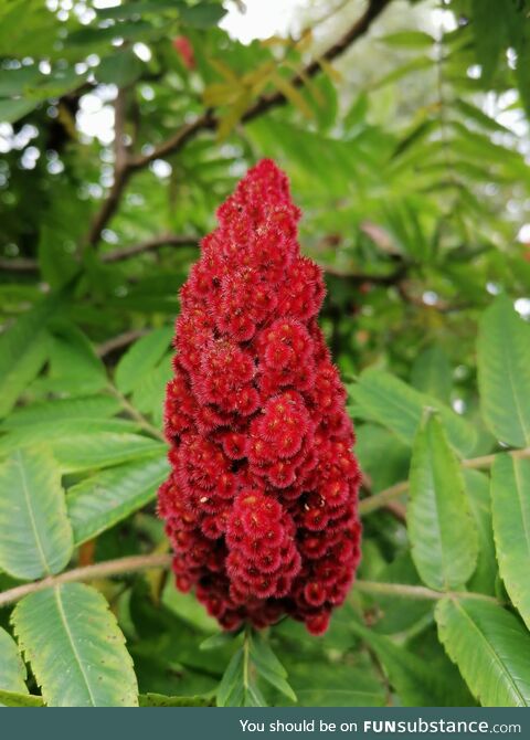 Red pine cone