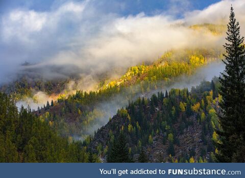 Mist and forest