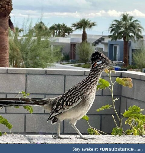 For those who have never seen how beautiful Roadrunners look