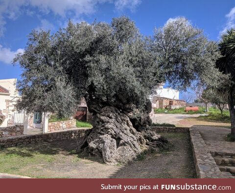 World’s oldest olive tree (possibly) that still produces olives (Crete, Greece)