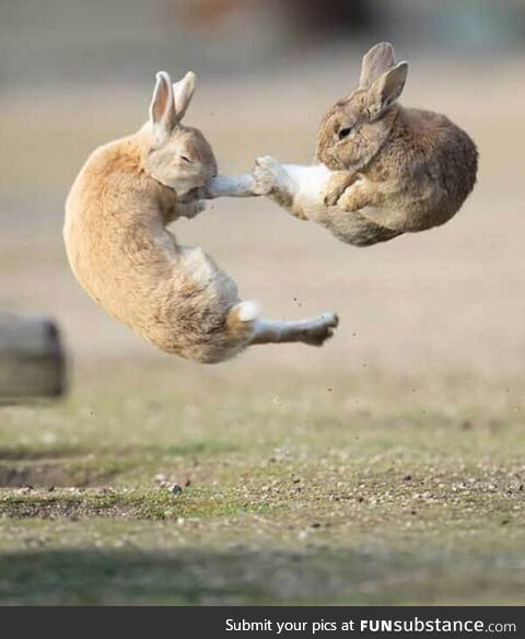 Everybunny was kung fu fighting 