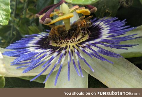 Bees on passionflower