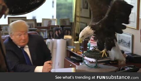 Trump recoils from bald eagle