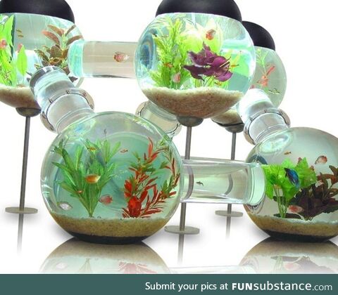 Labyrinth aquarium