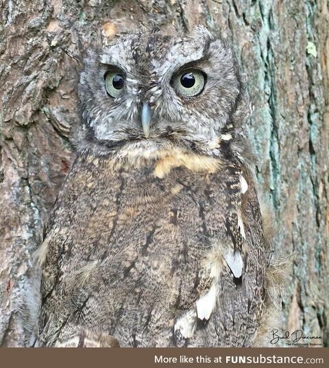 Owl camouflaging