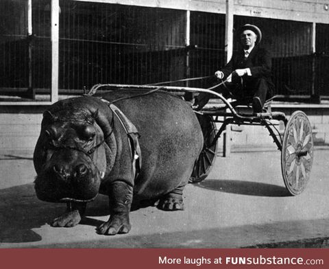 Hippo pulling a cart :(