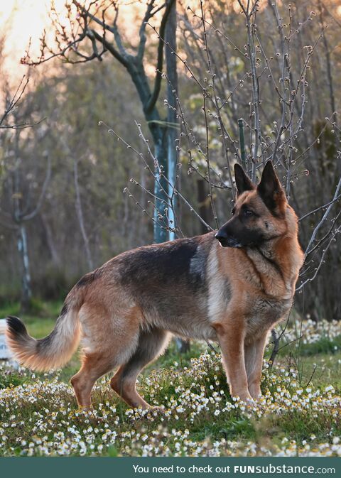 [OC] evening walk with my girl