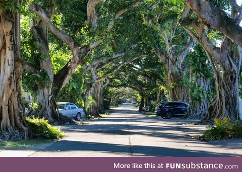 Residential street in Coral Gables, FL