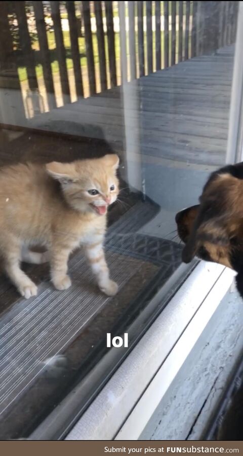 Our dog meeting our new kitty for the first time