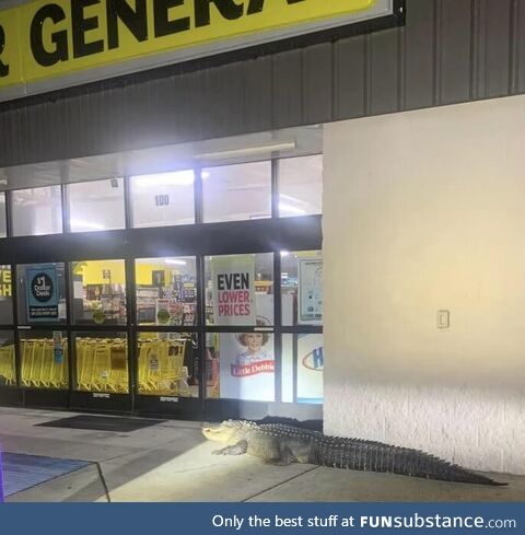 Alligator found patiently waiting for Dollar General to open (Louisiana)