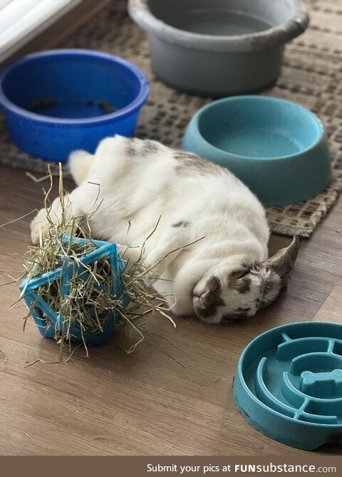 Tired bunny