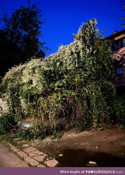 Car parked under a bush